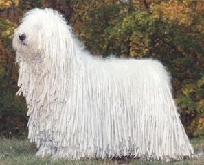 http://www.perrosargentinos.com.ar/komondor.jpg